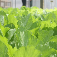 Cải bẹ xanh Tiền Yên