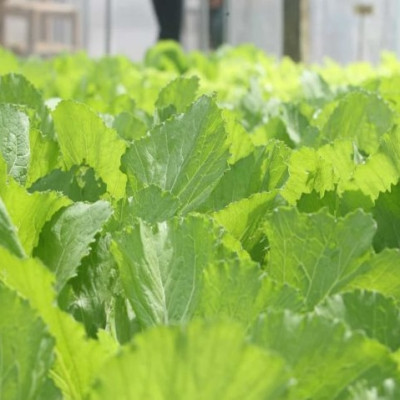 Cải bẹ xanh Tiền Yên