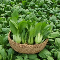 Rau cải chip Tiền Yên