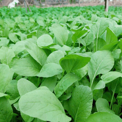 Rau cải ngọt Tiền Yên