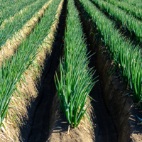 Hành lá Bạch Trữ