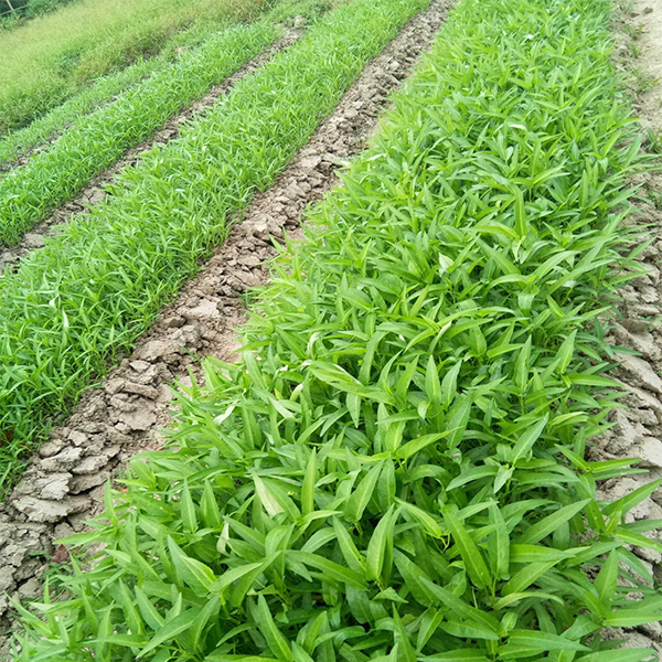 Rau muống Bạch Trữ